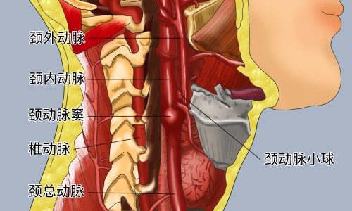 冰糖炒白萝卜功效和作用-冰糖炒白萝卜功效网-分享冰糖煮白萝卜的功效，白萝卜加冰糖知识库