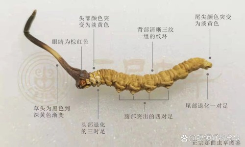 冰糖炒白萝卜功效网-分享冰糖煮白萝卜的功效，白萝卜加冰糖知识库